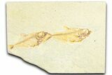Plate of Two Fossil Fish (Diplomystus) - Wyoming #360752-1